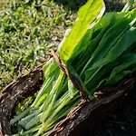 I Due Ghiri - Cinque Terre Alojamento de Turismo Rural Calice al Cornoviglio