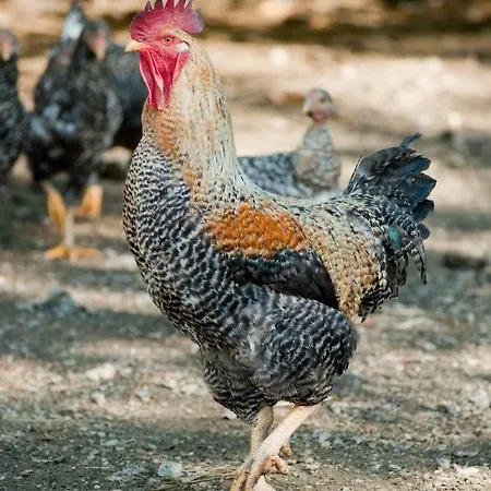 Farm stay I Due Ghiri - Cinque Terre Calice al Cornoviglio